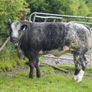 Roan Blue Heifers for Gortatlea Mart Image 5