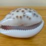 Beautiful Carved Tiger Cowrie Shell Image 5