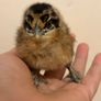 USA silkie chicks Image 6