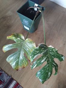 monstera thai constellation