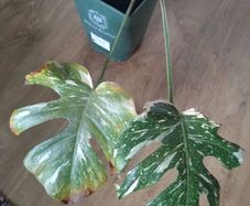 monstera thai constellation