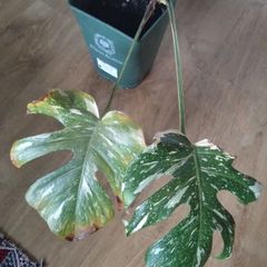 monstera thai constellation