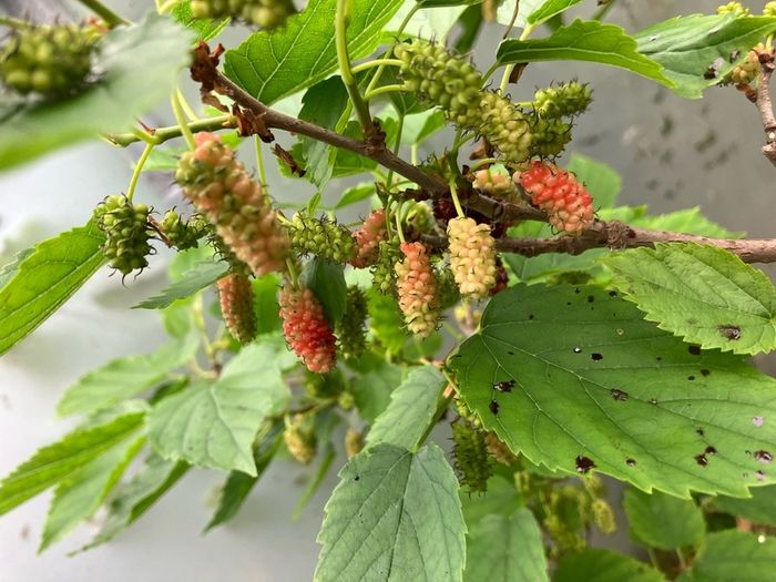 Dwarf Mulberry Tree