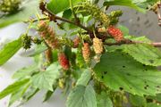 Dwarf Mulberry Tree