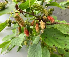 Dwarf Mulberry Tree