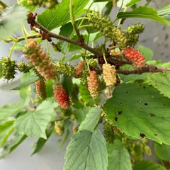 Dwarf Mulberry Tree