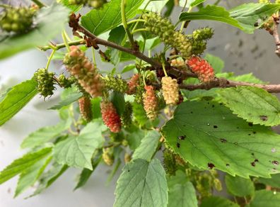 Dwarf Mulberry Tree