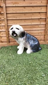 Large old english sheepdog