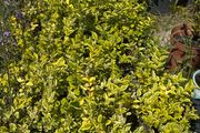 Golden Privet