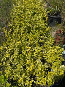 Golden Privet