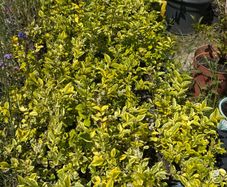 Golden Privet