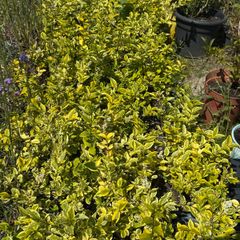 Golden Privet