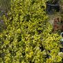 Golden Privet Image 3
