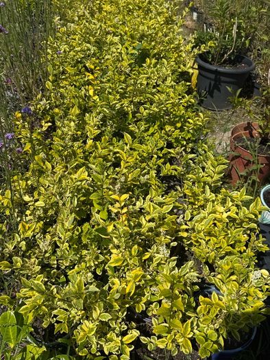 Golden Privet