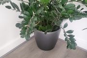 Zamioculcas Zamifolia planter