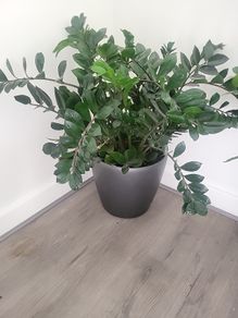 Zamioculcas Zamifolia planter