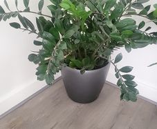 Zamioculcas Zamifolia planter