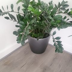Zamioculcas Zamifolia planter