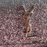 Saint Laurent || Rare Glitter Sunset Bag || Authentic Image 7