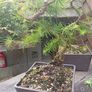 Japanese larch bonsai start material Image 2