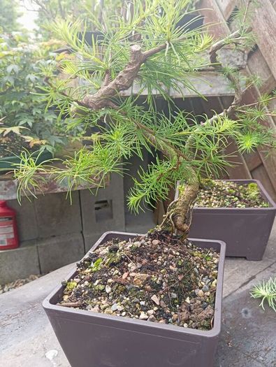 Japanese larch bonsai start material