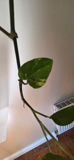 Epiprennum