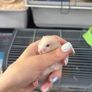 hamster Image 3