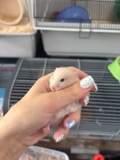 hamster