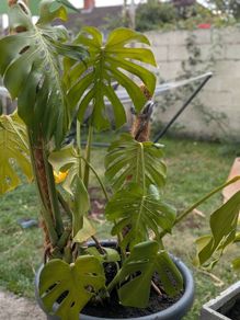 2 Monstera Deliciosa Plants