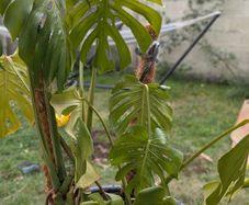 2 Monstera Deliciosa Plants