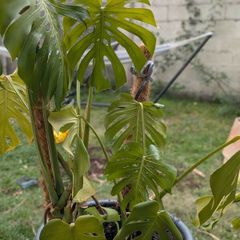 2 Monstera Deliciosa Plants