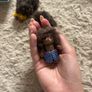sylvanian Image 7
