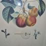 Antique engraving Duhamel, Poiteau, & Turpin - Pears Image 7