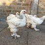 Brahma chicks Image 3