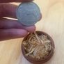 Beech Keepsake Box with Irish Half-Crown Image 3