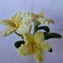 flowers Image 6