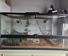 reptile tank