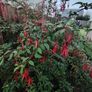 Fuchsia plants Image 3