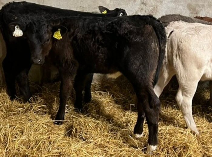 Limousin Calves