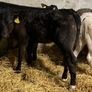 Limousin Calves Image 7