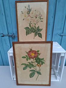 2 x Vintage Botanical Prints
