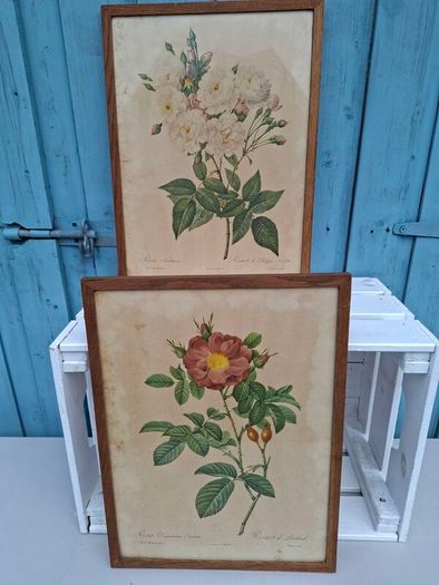 2 x Vintage Botanical Prints