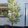 Scotts pine trees Image 3