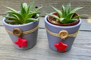 Pair of Lace Aloe Plants