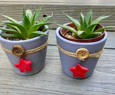 Pair of Lace Aloe Plants