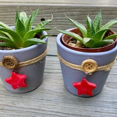 Pair of Lace Aloe Plants
