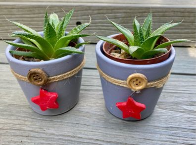 Pair of Lace Aloe Plants