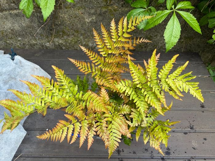 fern - dryopteris erythrosora