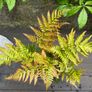 fern - dryopteris erythrosora Image 3