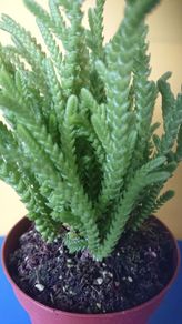 plants